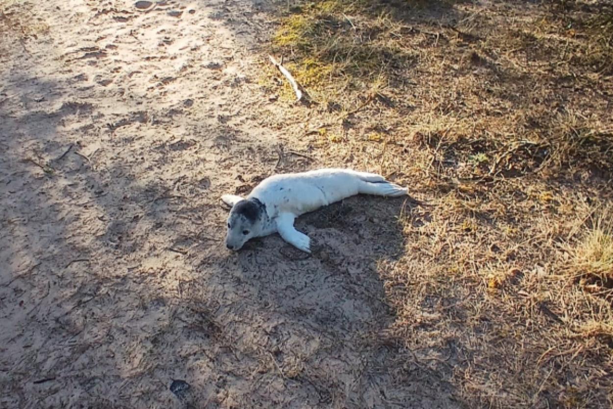 Возвращение тюленёнка: как полицейские Вентспилса помогли животному