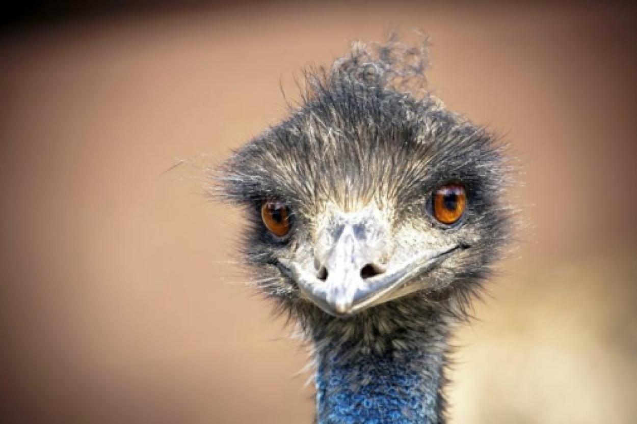 Странные пищевые привычки птиц: копрофилия и ее причины