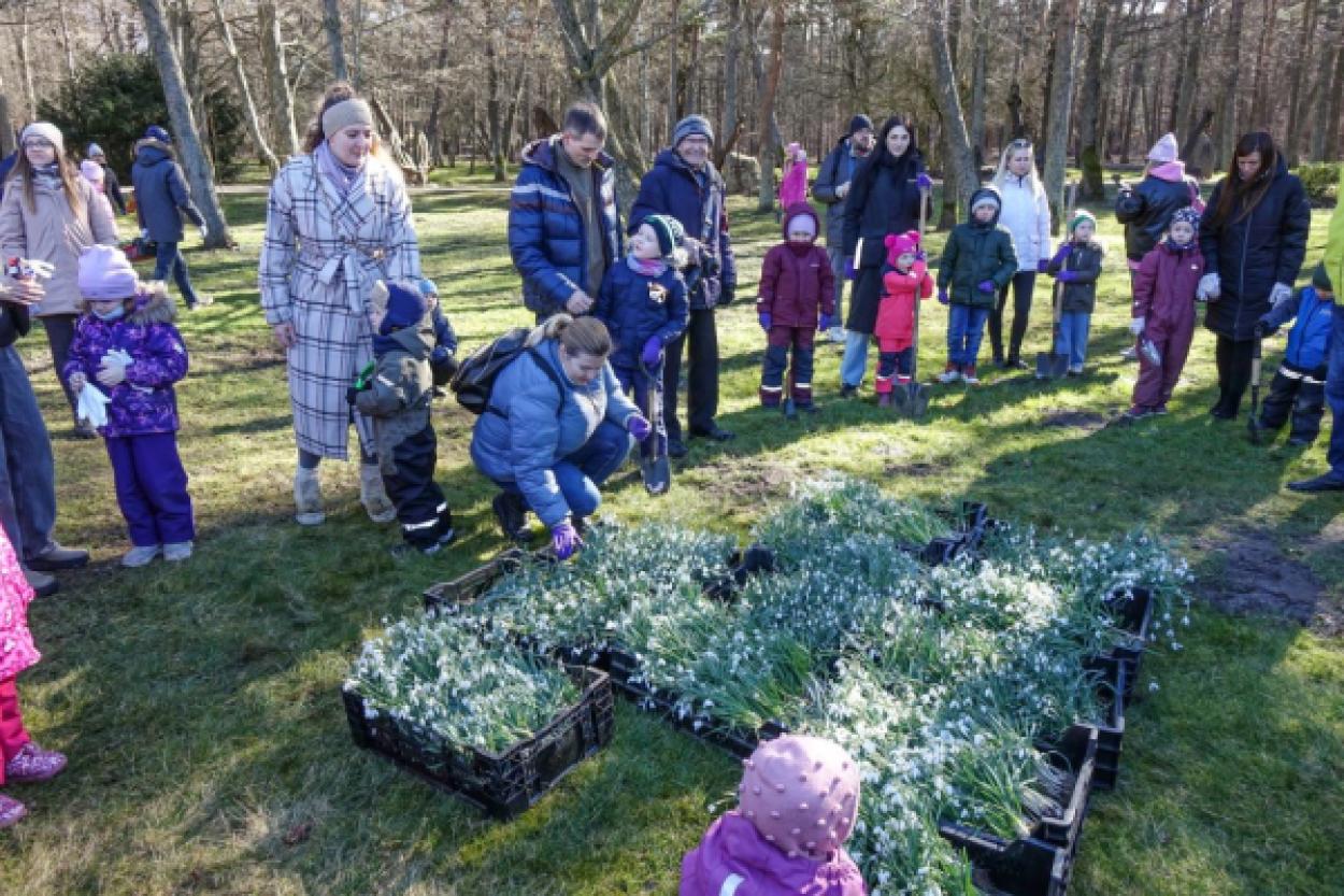 Мастер-класс по посадке подснежников в Вентспилсе