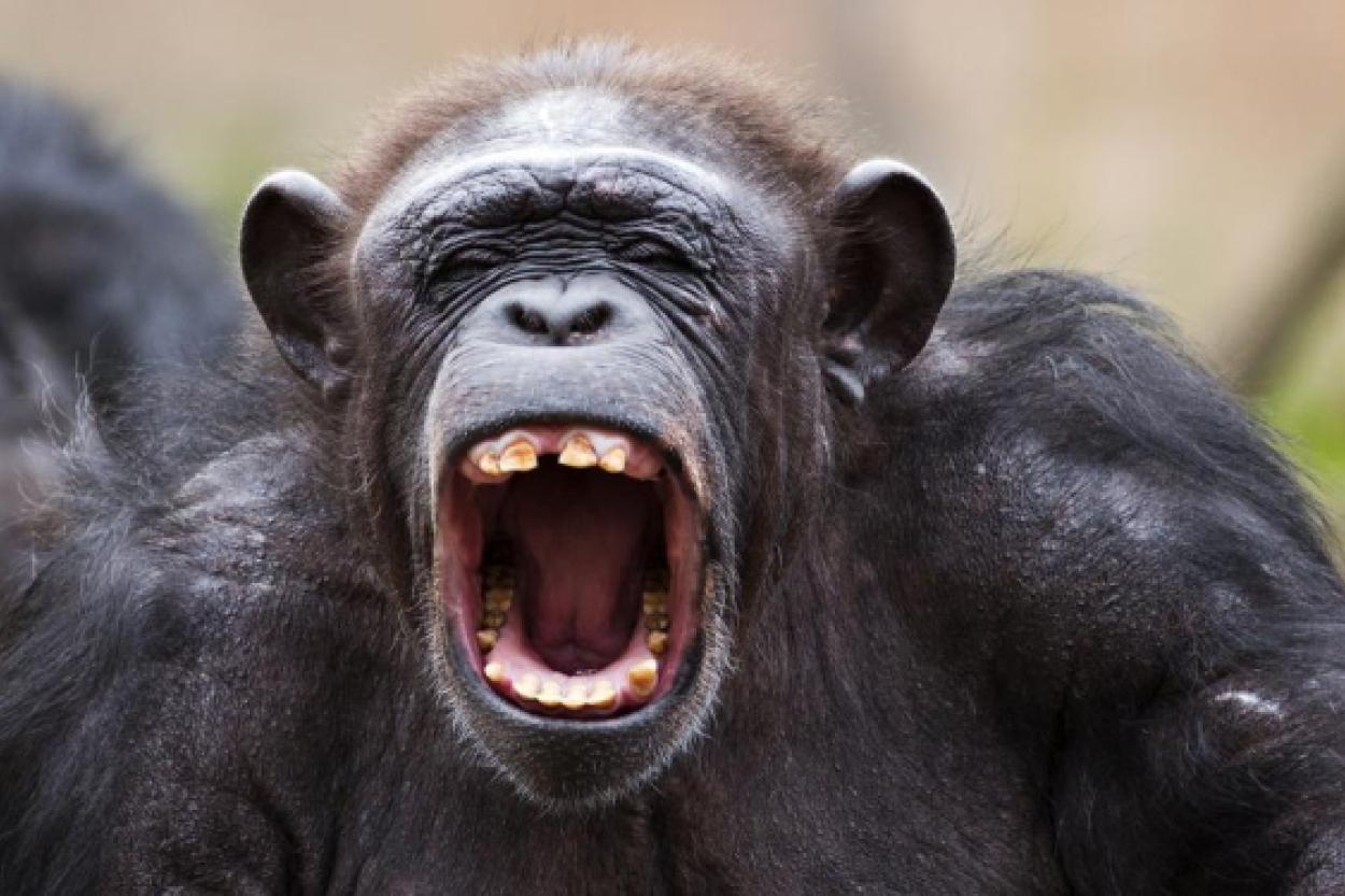 Пять интересных фактов о шимпанзе
