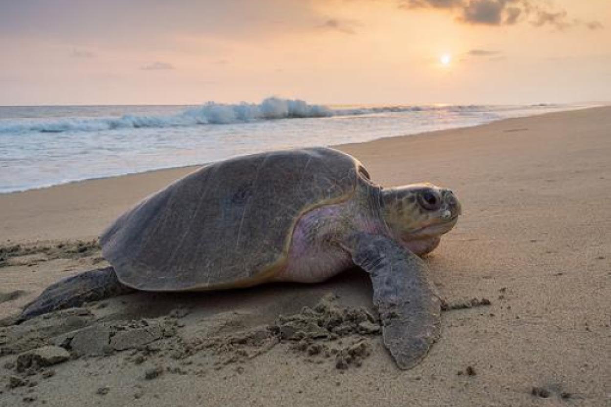 Тревожные тенденции: четверть морских млекопитающих под угрозой исчезновения