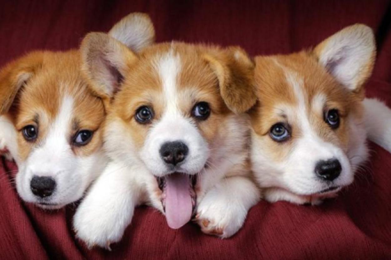 Почему щенки становятся трусливыми: мнение кинолога