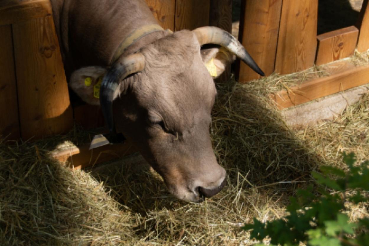 Вол, бык и корова: как отличить и понять их особенности