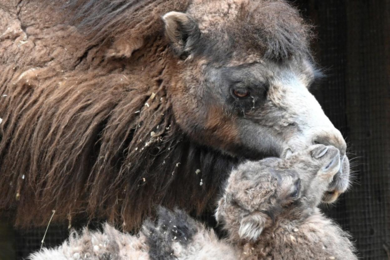 В Рижском зоопарке родился верблюжонок