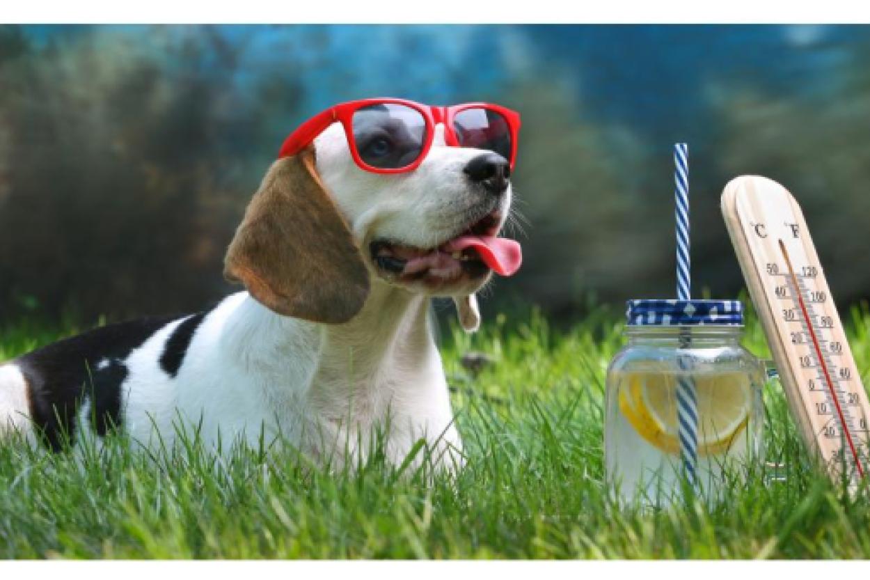 Новый способ помочь собакам стать умнее