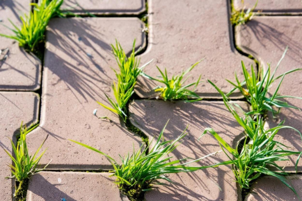 Как избавиться от сорняков на дорожках с помощью кипятка и соли