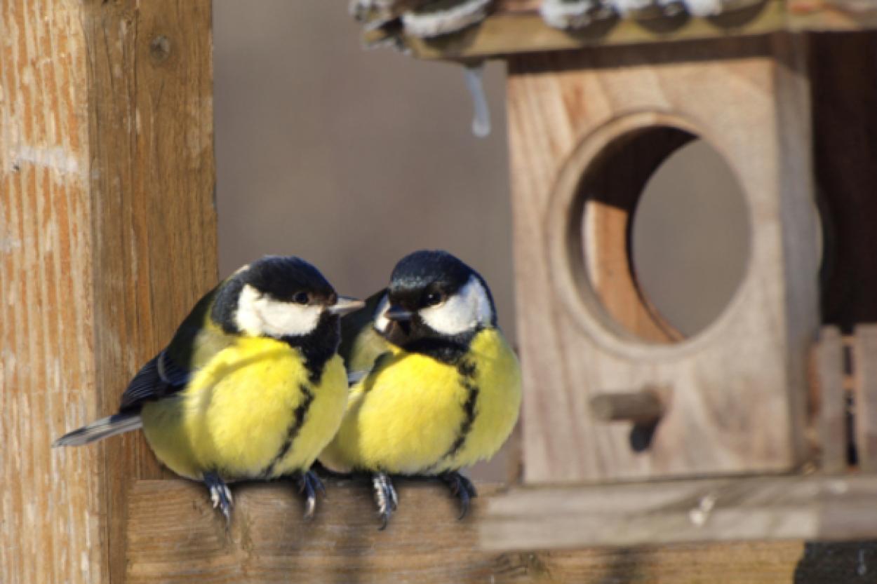 Почему самки птиц поют: новые открытия