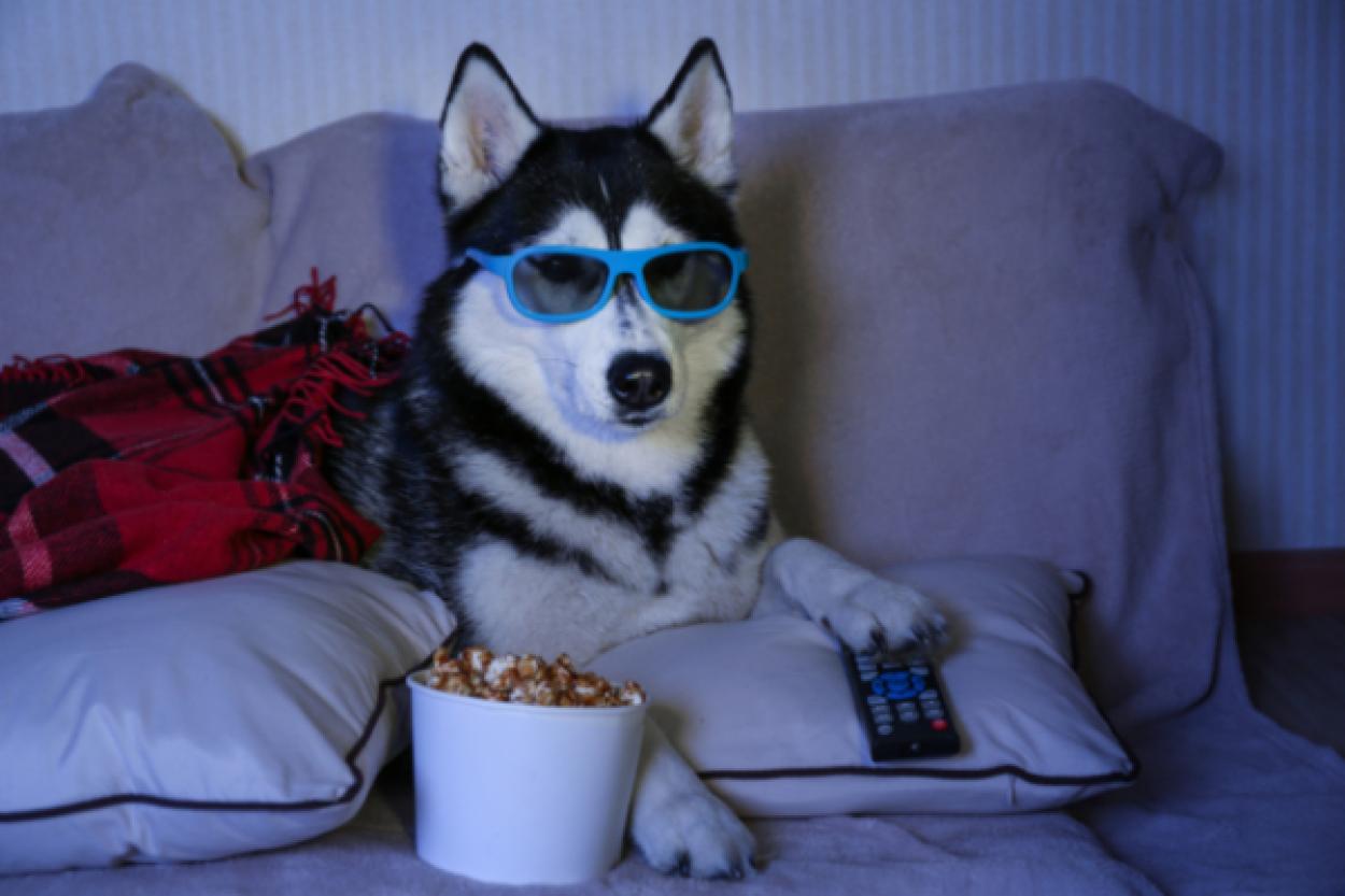 Как собаки воспринимают телевизор