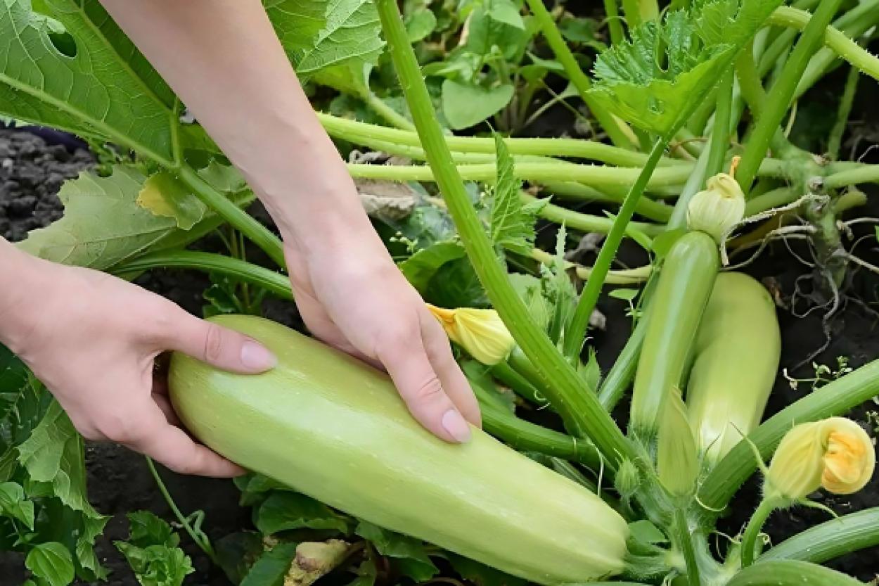 Легкий урожай: 5 растений для дачников, предпочитающих отдых