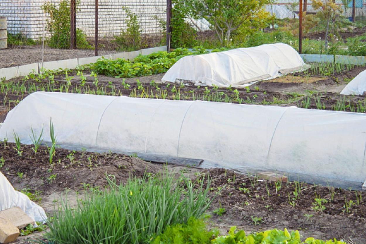 Как защитить урожай и цветы от весенних заморозков