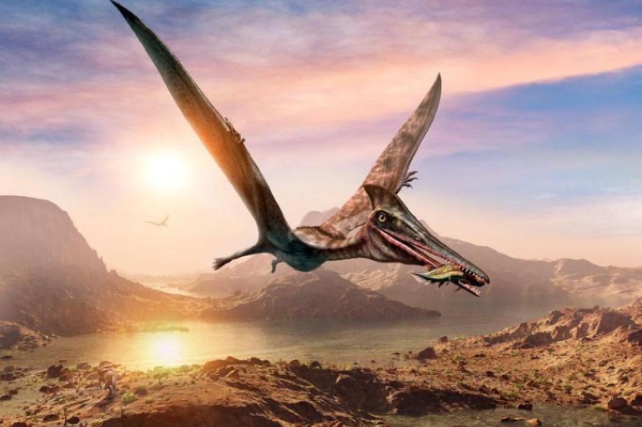 Источники вдохновения для мифической птицы Рух