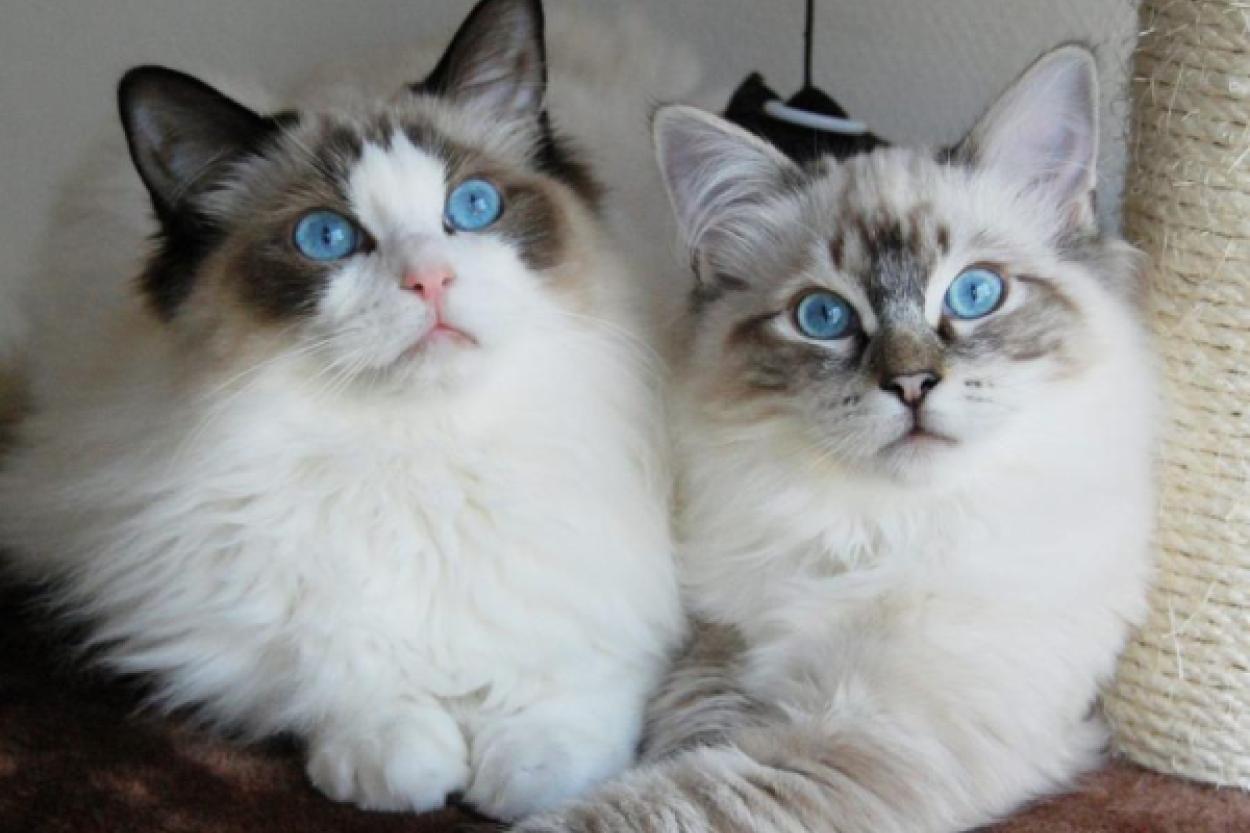 Кошки на корабле: не только для борьбы с грызунами