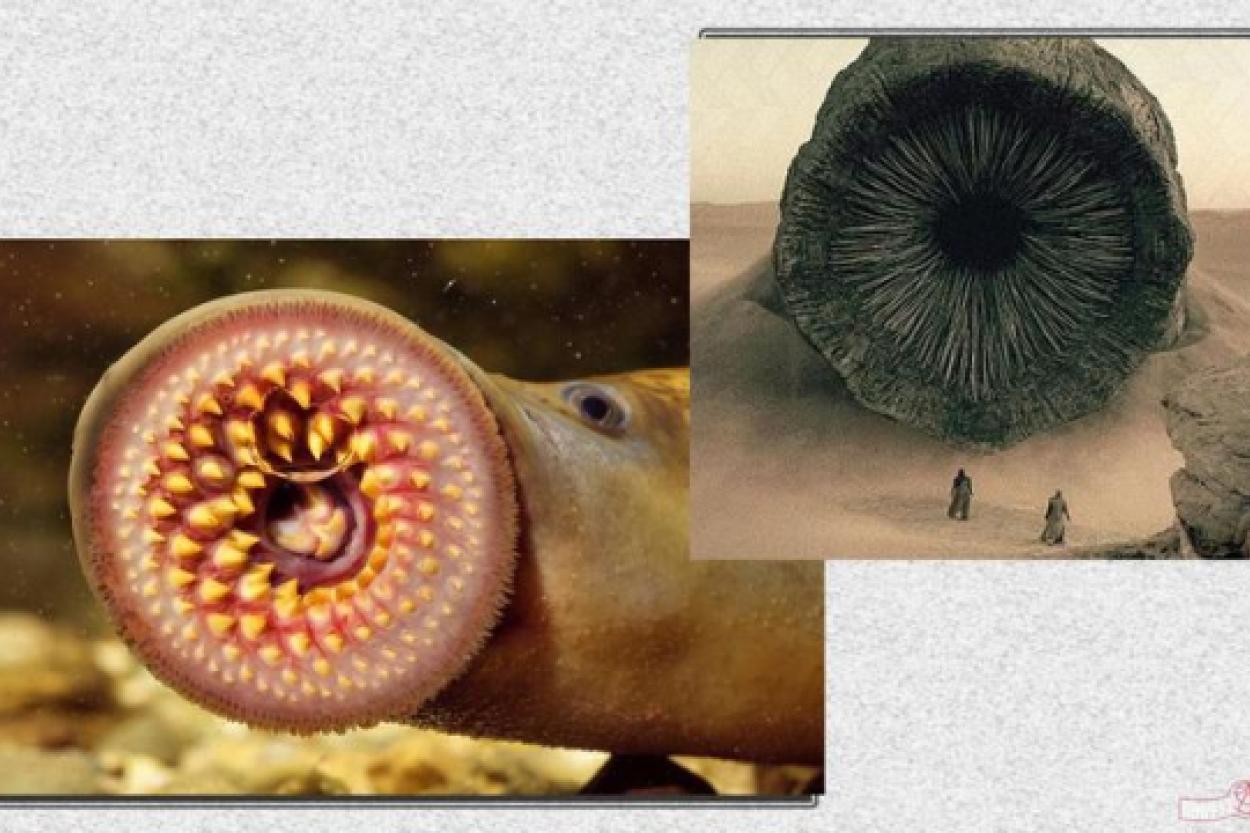 Зубастый червь из «Дюны» пришел в Англию: что о нем стоит знать