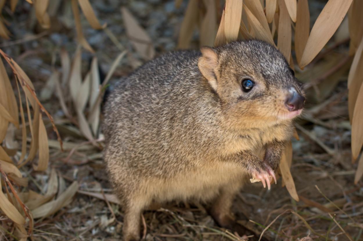 Самое крошечное сумчатое создание Австралии, которое поместится на ладони