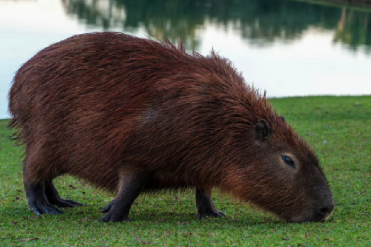 Капибара Самба: две недели на свободе вне зоопарка