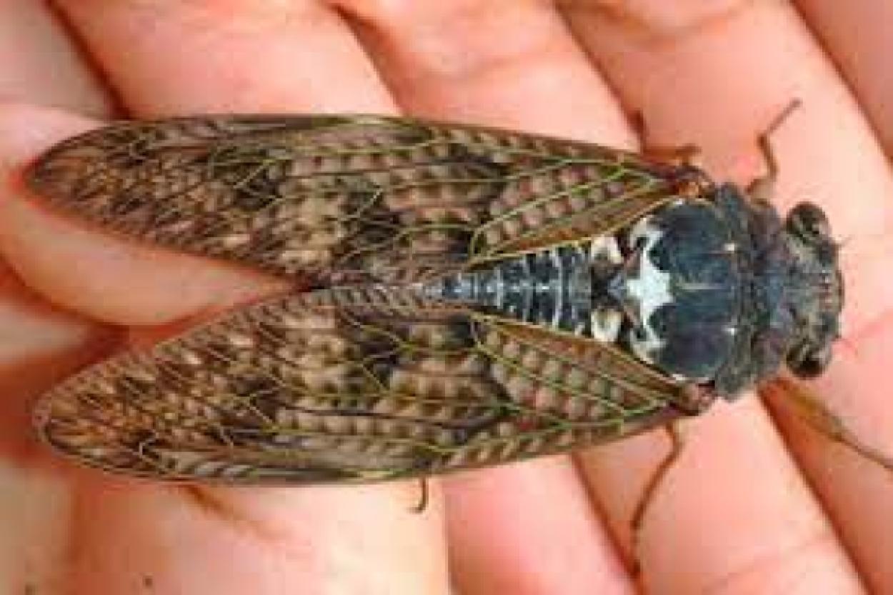 Насекомые-долгожители: кто из них живет дольше всего