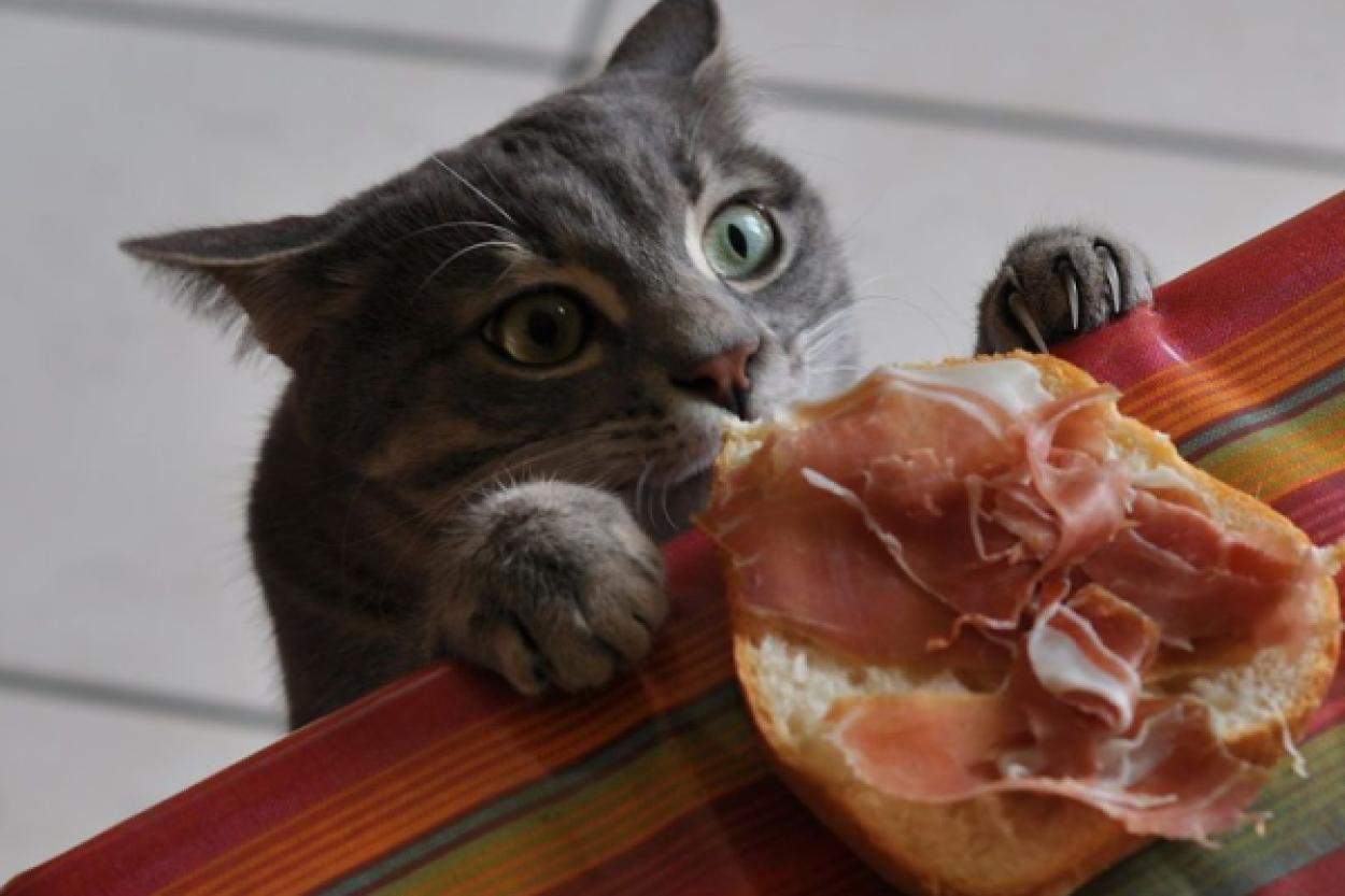 Скрытые риски «человеческой» еды для кошек