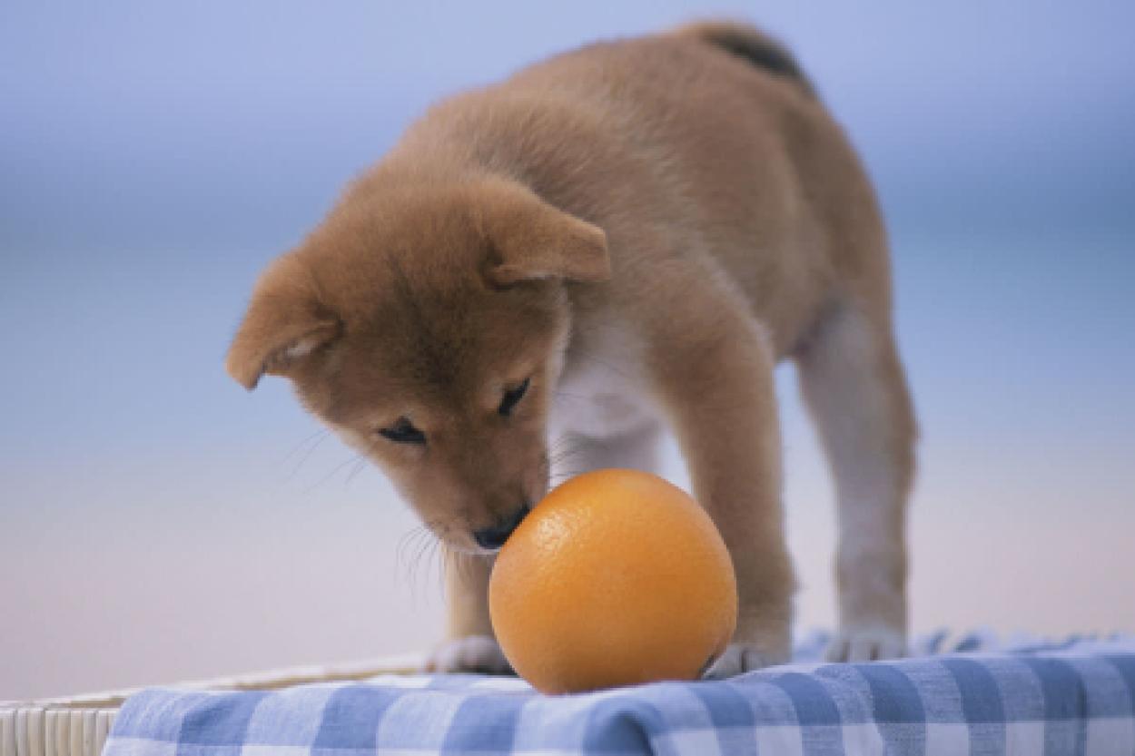 Витамин C для наших четвероногих друзей: что стоит знать