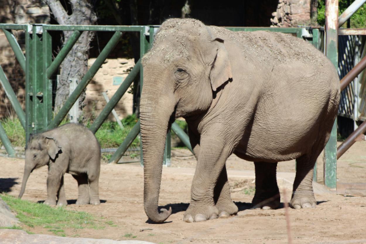 Вернутся ли в Ригу слоны? И во что это обойдется городу?