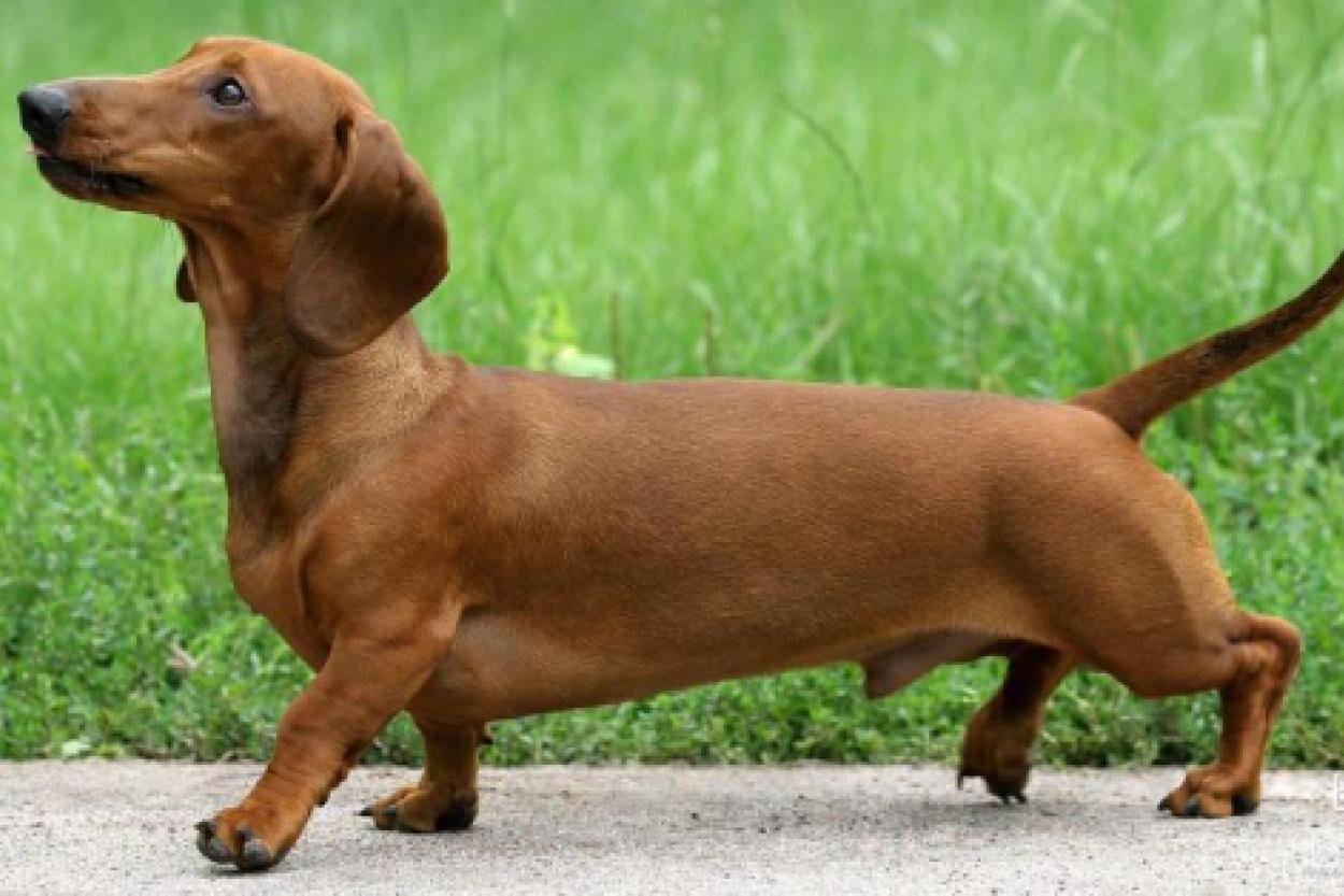 В Германии планируют ограничить разведение такс