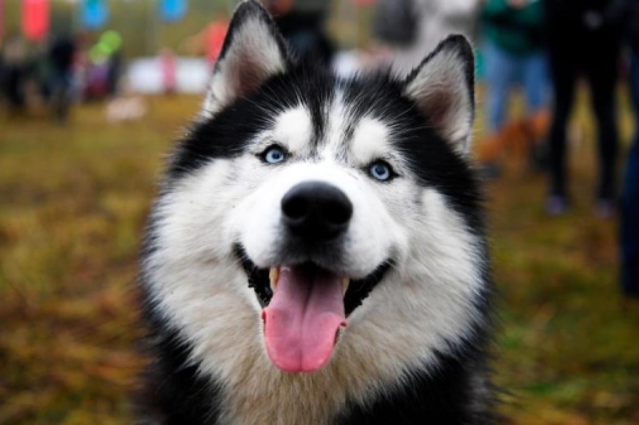 В Гуандуне хаски устроили побег из зоокафе