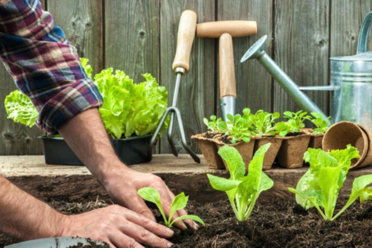Апрель на даче: какие культуры выбрать для раннего урожая