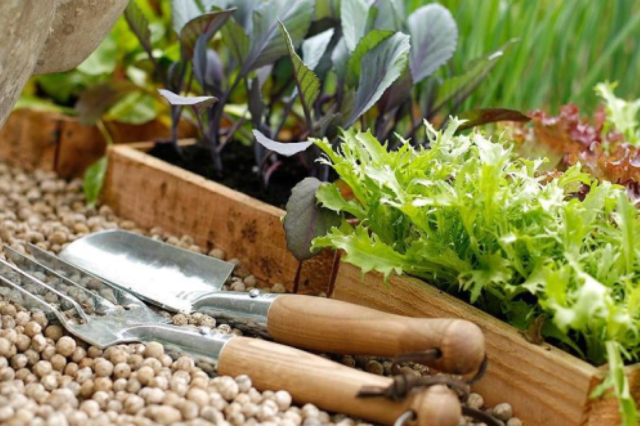 Овощи, которые не боятся апрельских морозов