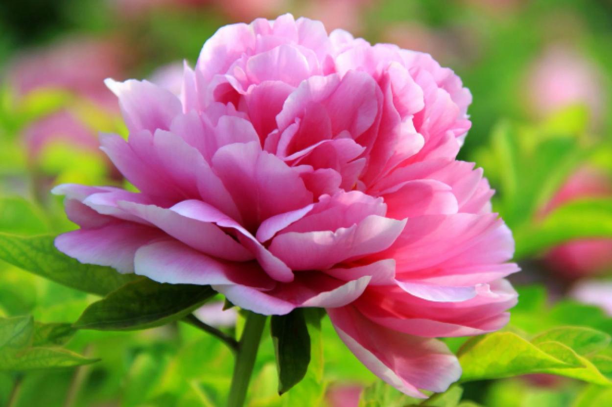 Три цветка, которые притянут в ваш дом финансовое благополучие