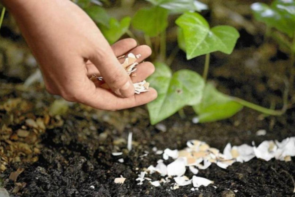 Как использовать яичную скорлупу в качестве эффективной подкормки