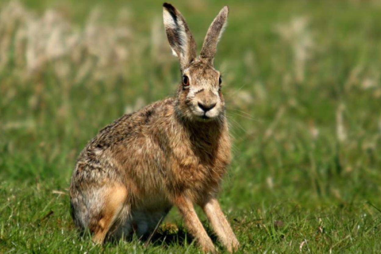 Как хищник распознает зайца в норе, если не чувствует тепло