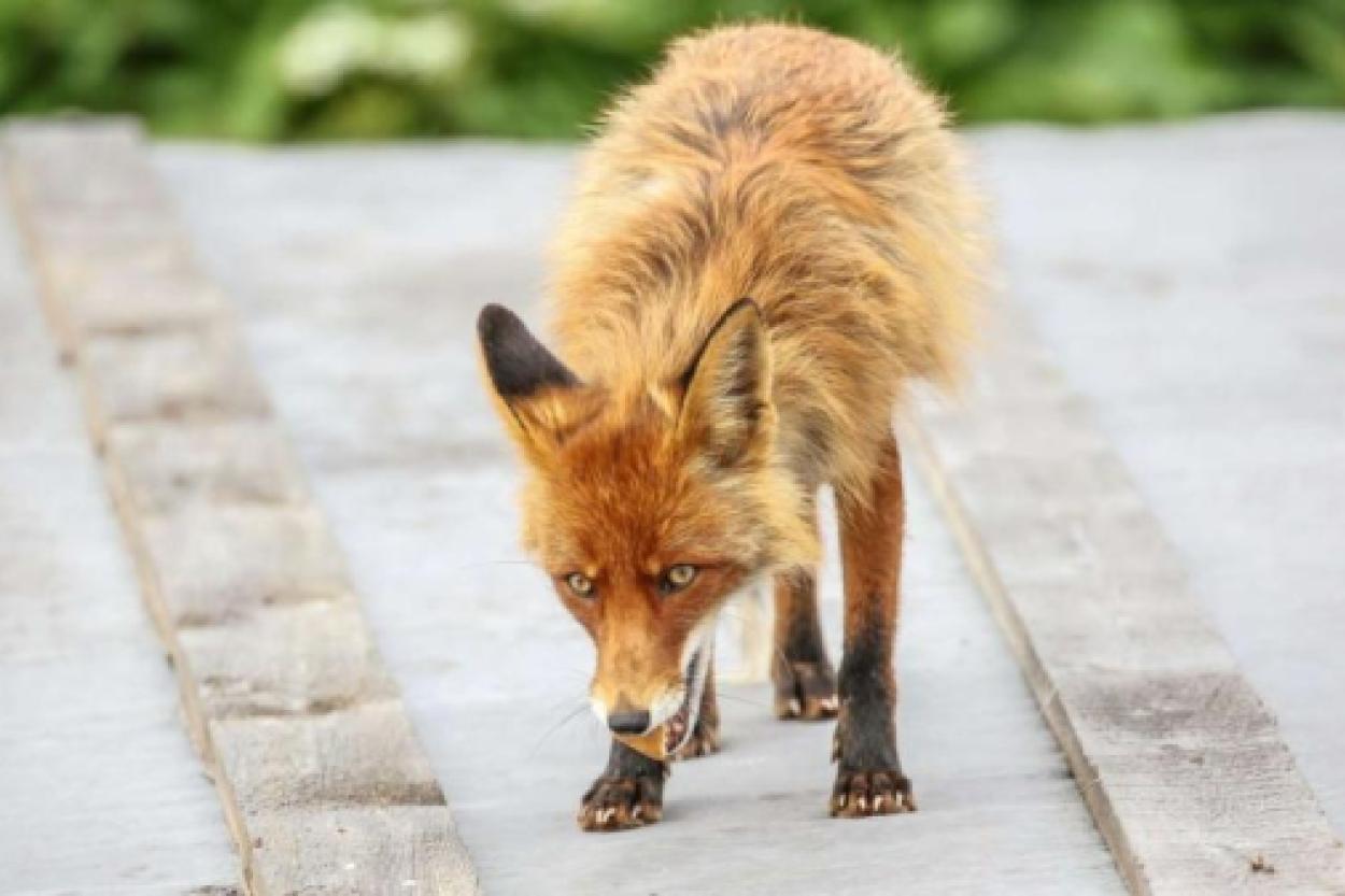 Звери среди нас: как лесные жители приходят в Елгаву