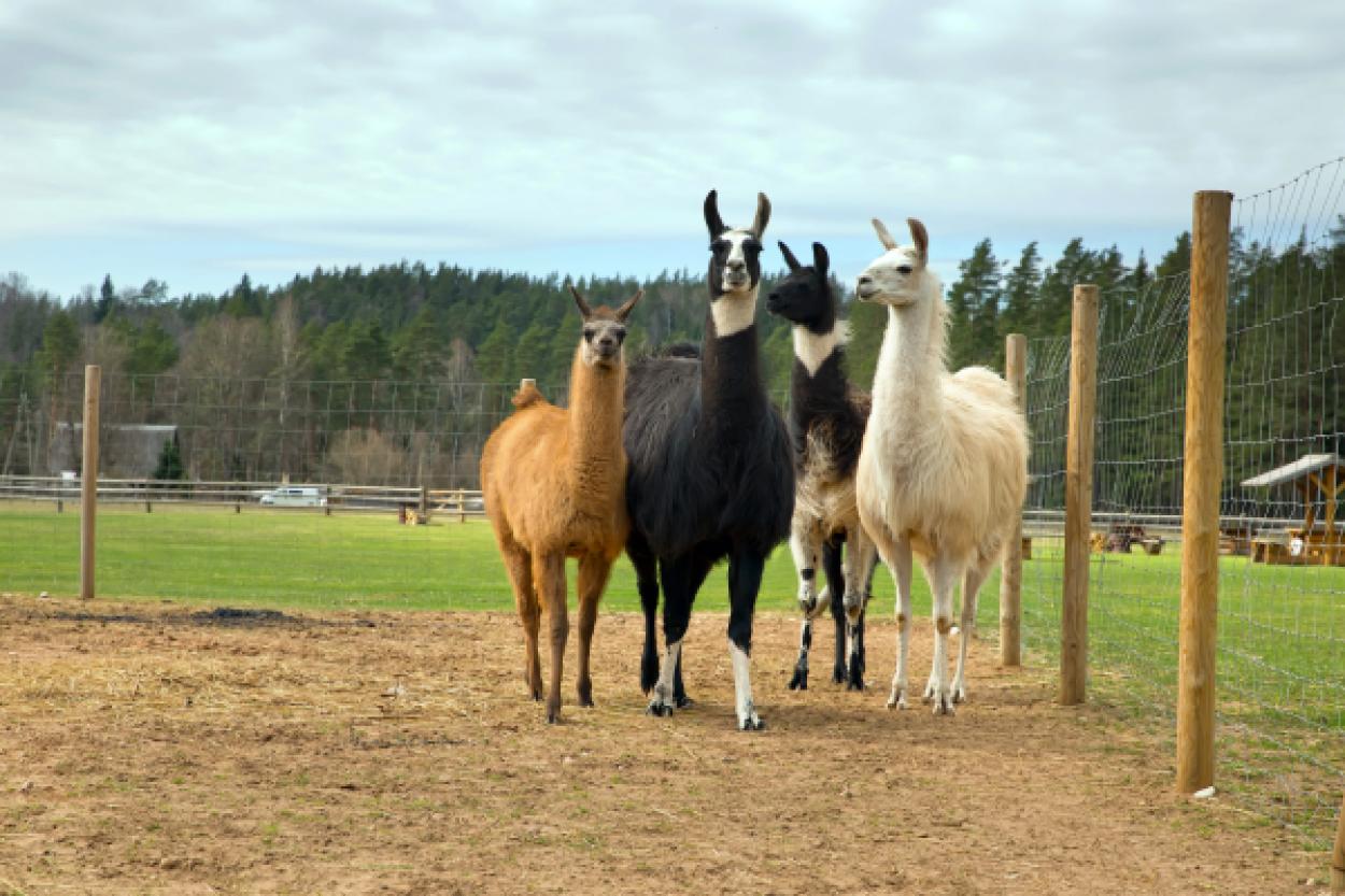 Экспресс-поезд свяжет Цесис и зоопарк «Ракши»