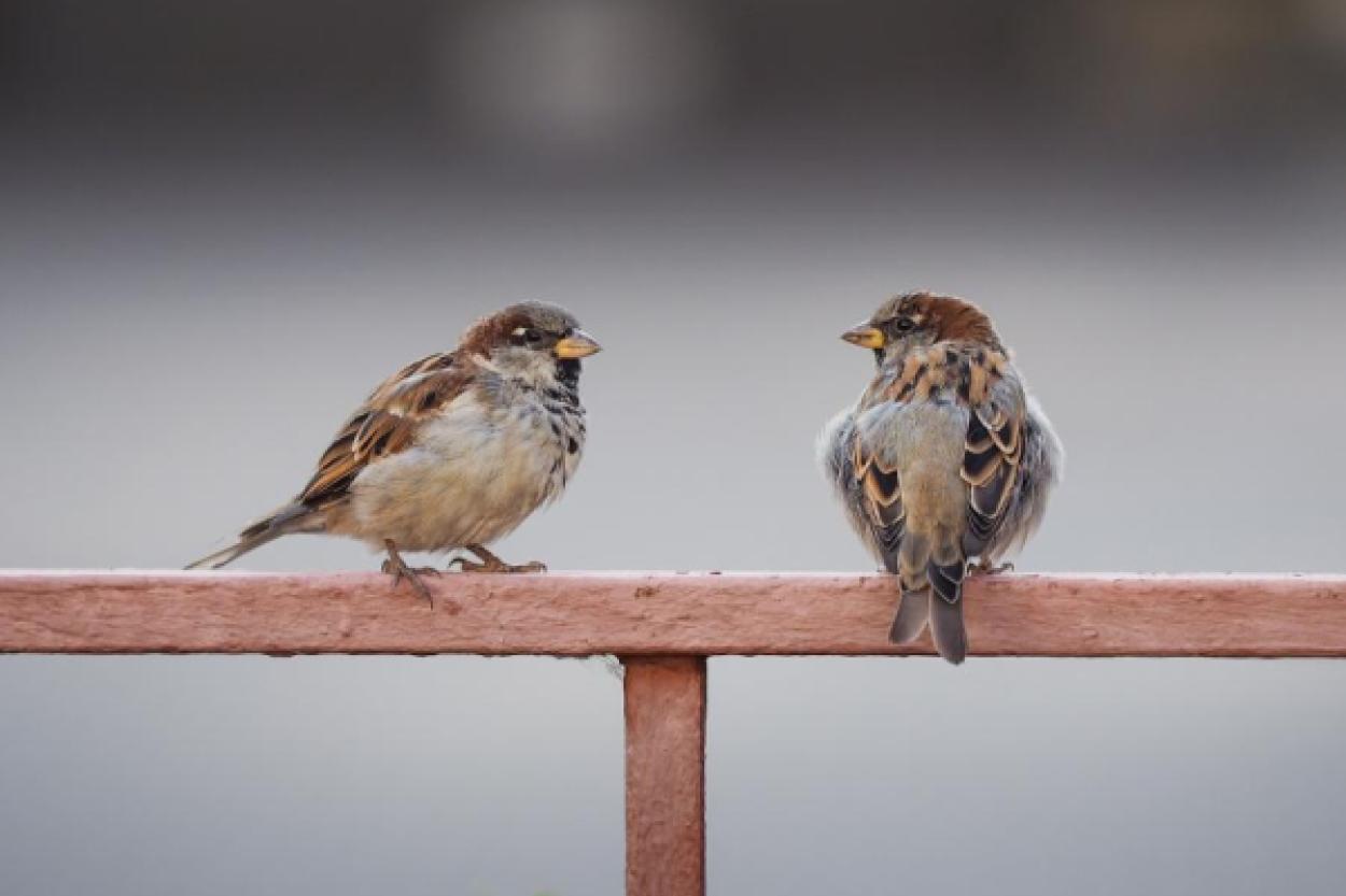Домовые воробьи как переносчики инфекций на птицефабриках
