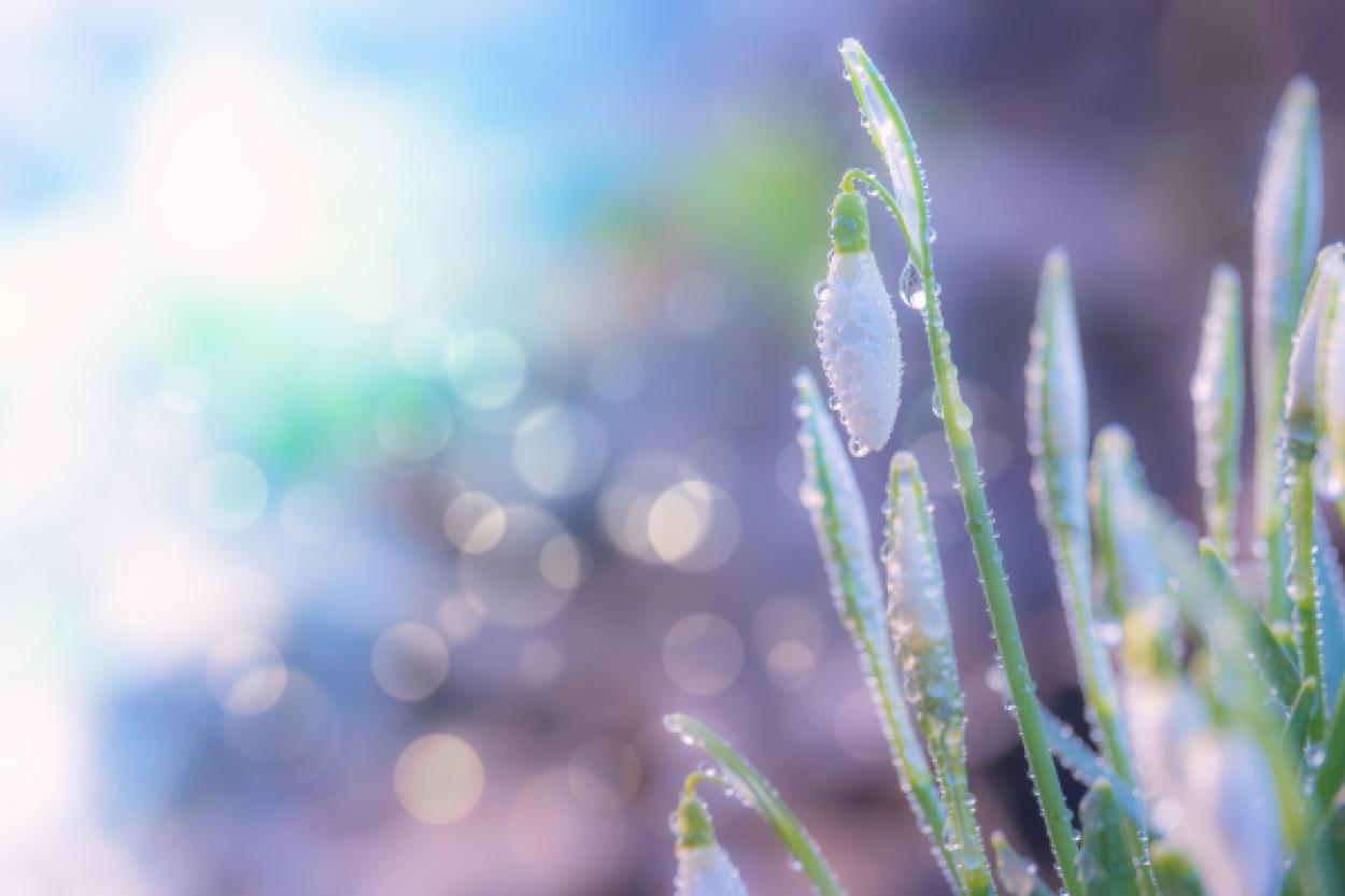 Как природа сообщает о приходе весны: 5 заметных признаков