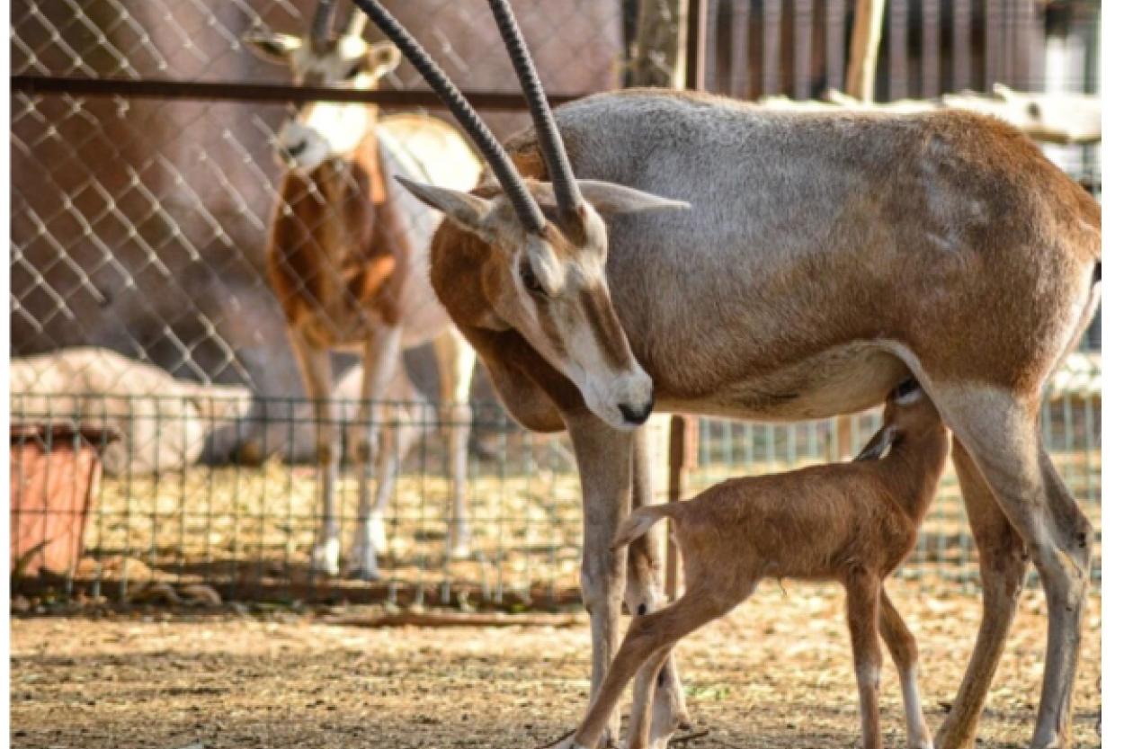 В мексиканском зоопарке родился детеныш редкого вида