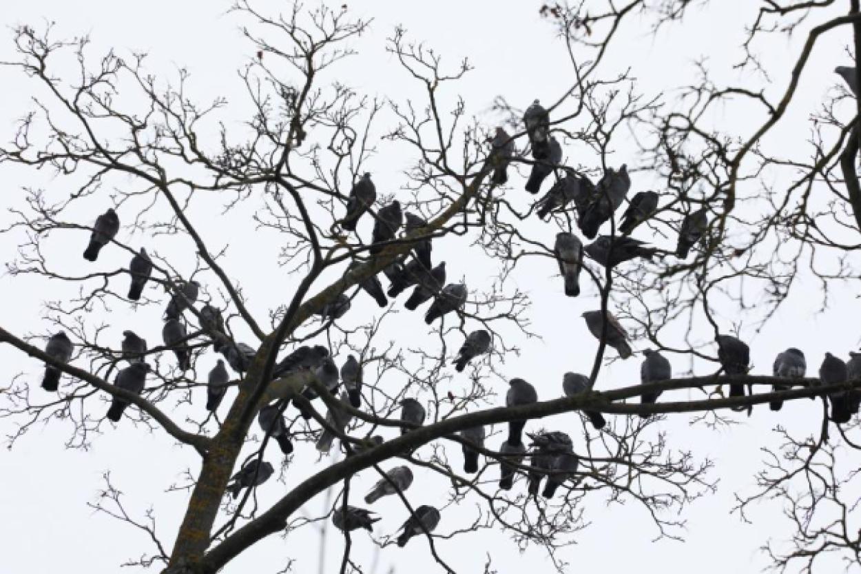 Как птицы остаются на ветках во время сна