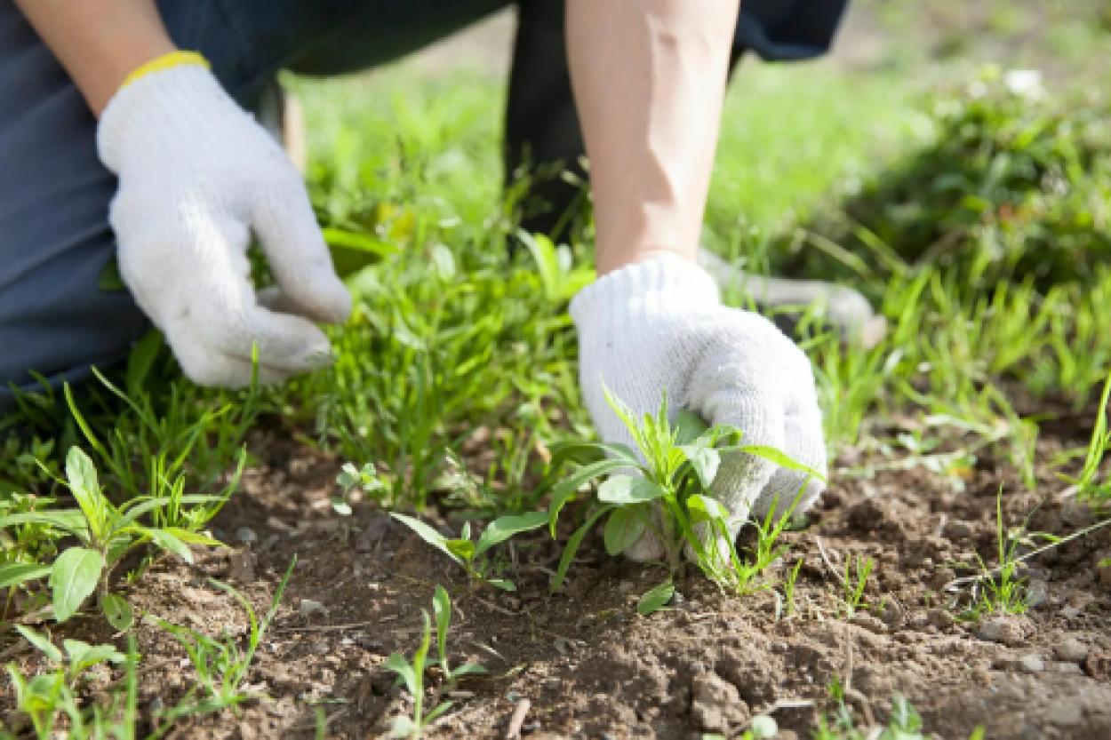 Избавляемся от сорняков: натуральные компоненты, которые помогут