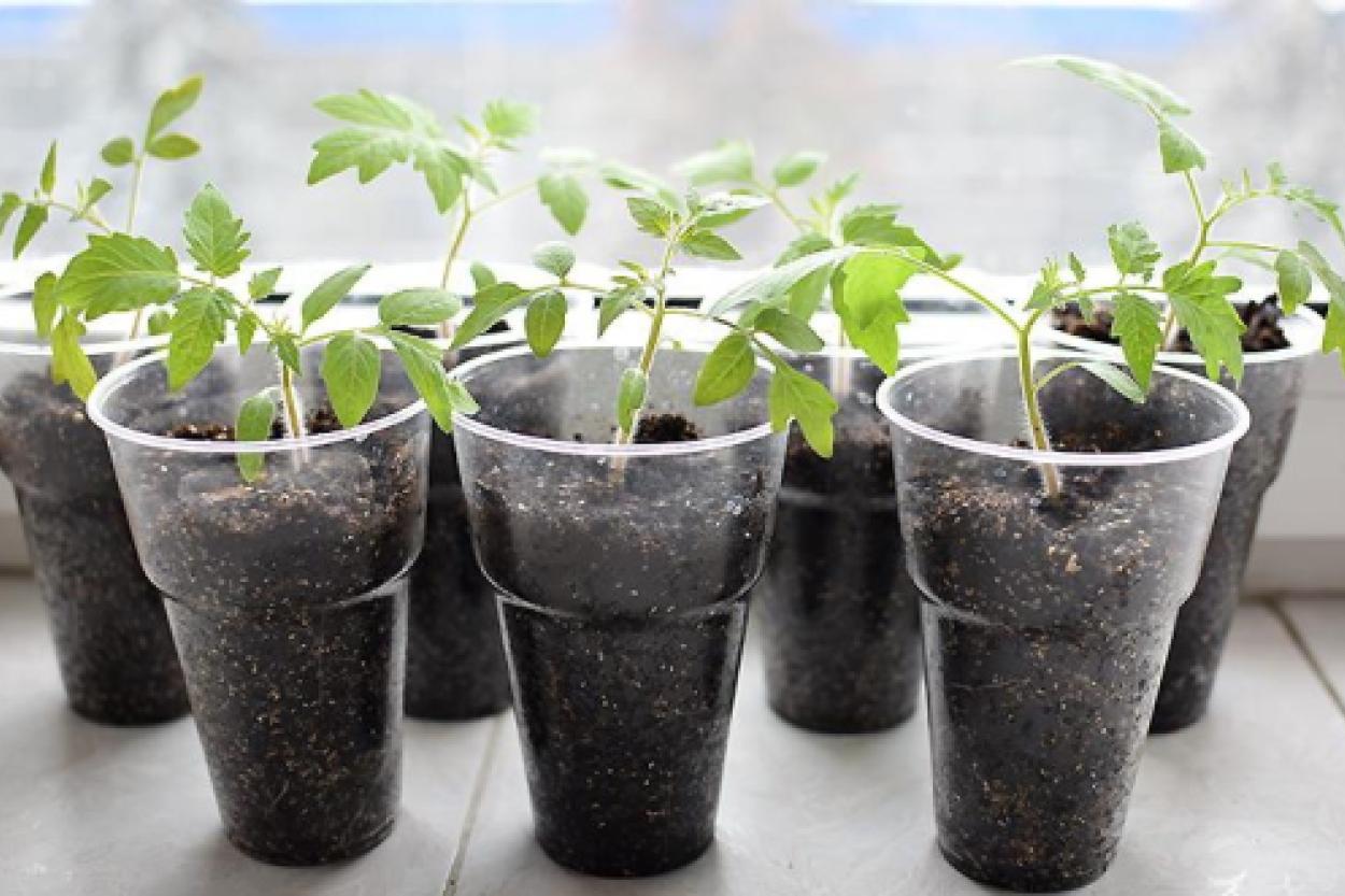 Секреты успешной рассады томатов: натуральные подкормки для вашего урожая