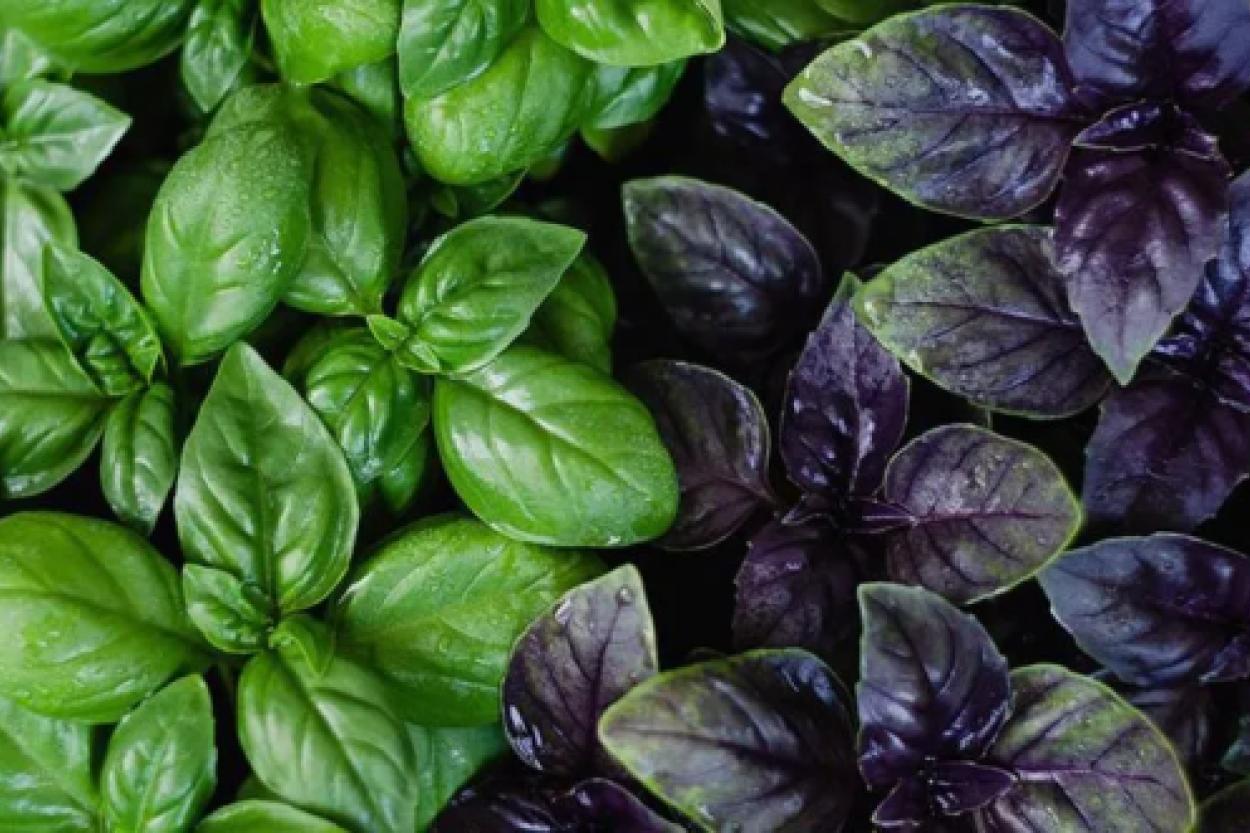 Базилик: природный защитник зубов от кариеса