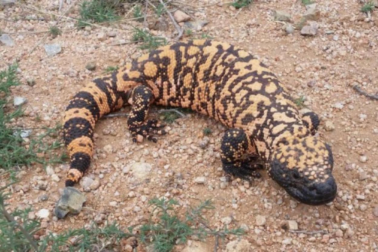 Существуют ли ядовитые ящерицы?