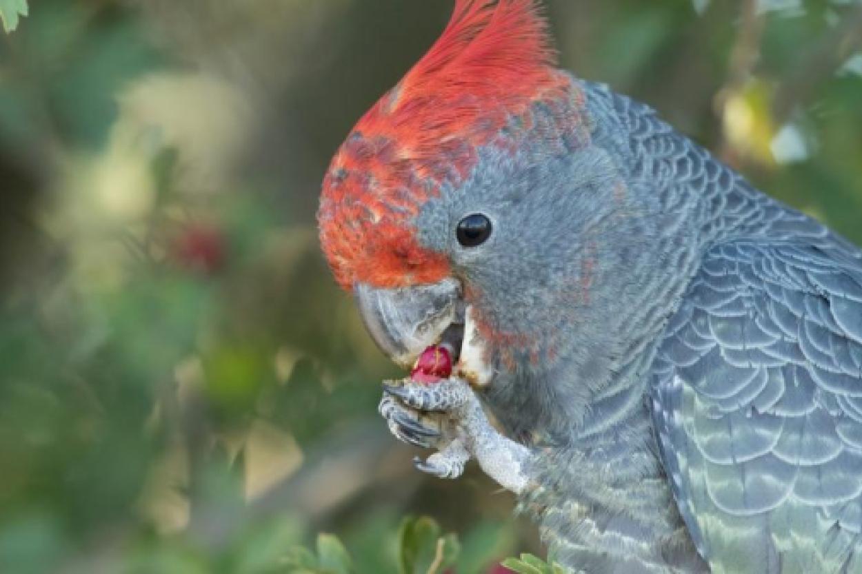 Как умные какаду научились размачивать сухари