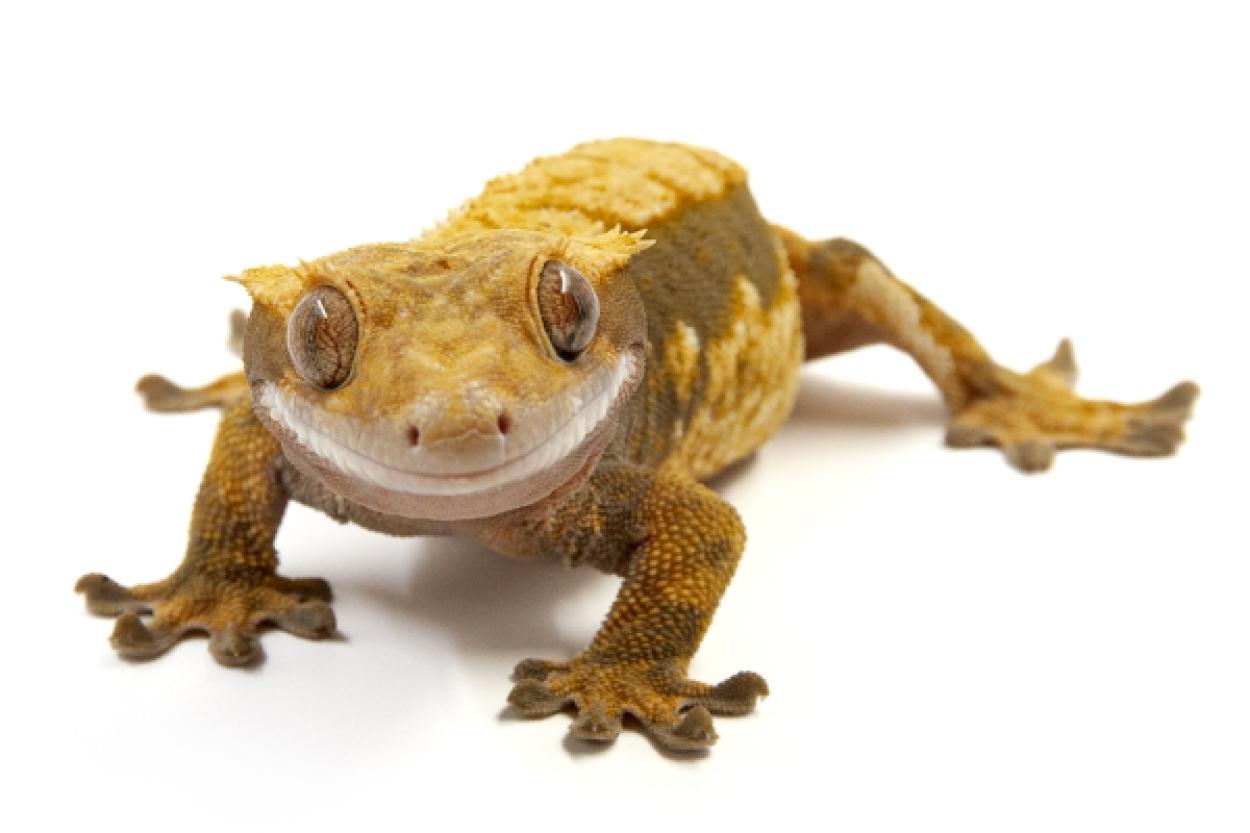 В Риге вырос интерес к бананоедам: их уже начали разводить