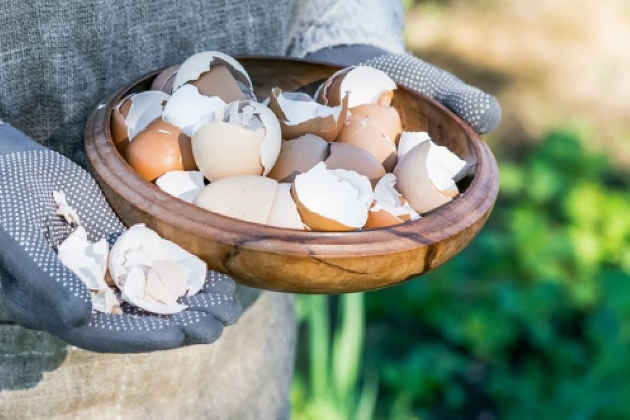 Яичная скорлупа: полезное удобрение для ваших растений