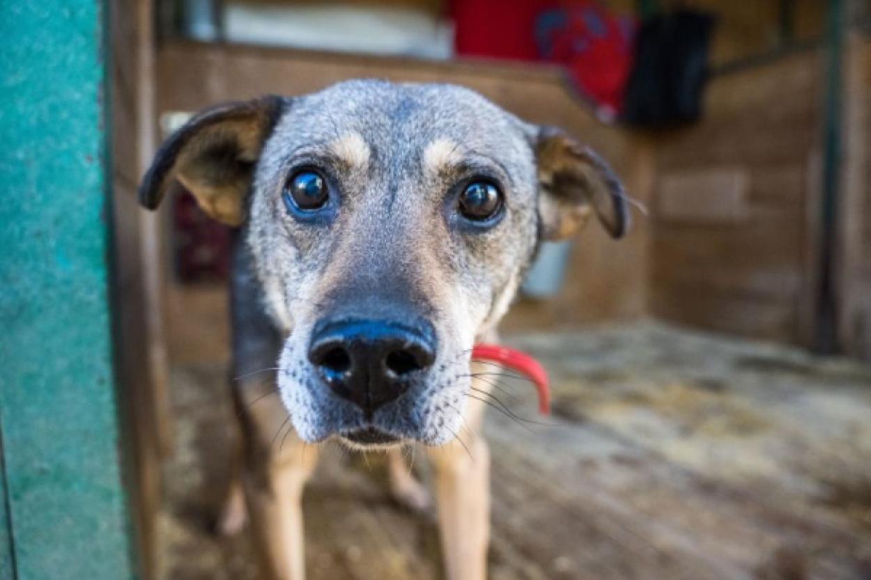 Когда в Германии возможна конфискация домашних животных