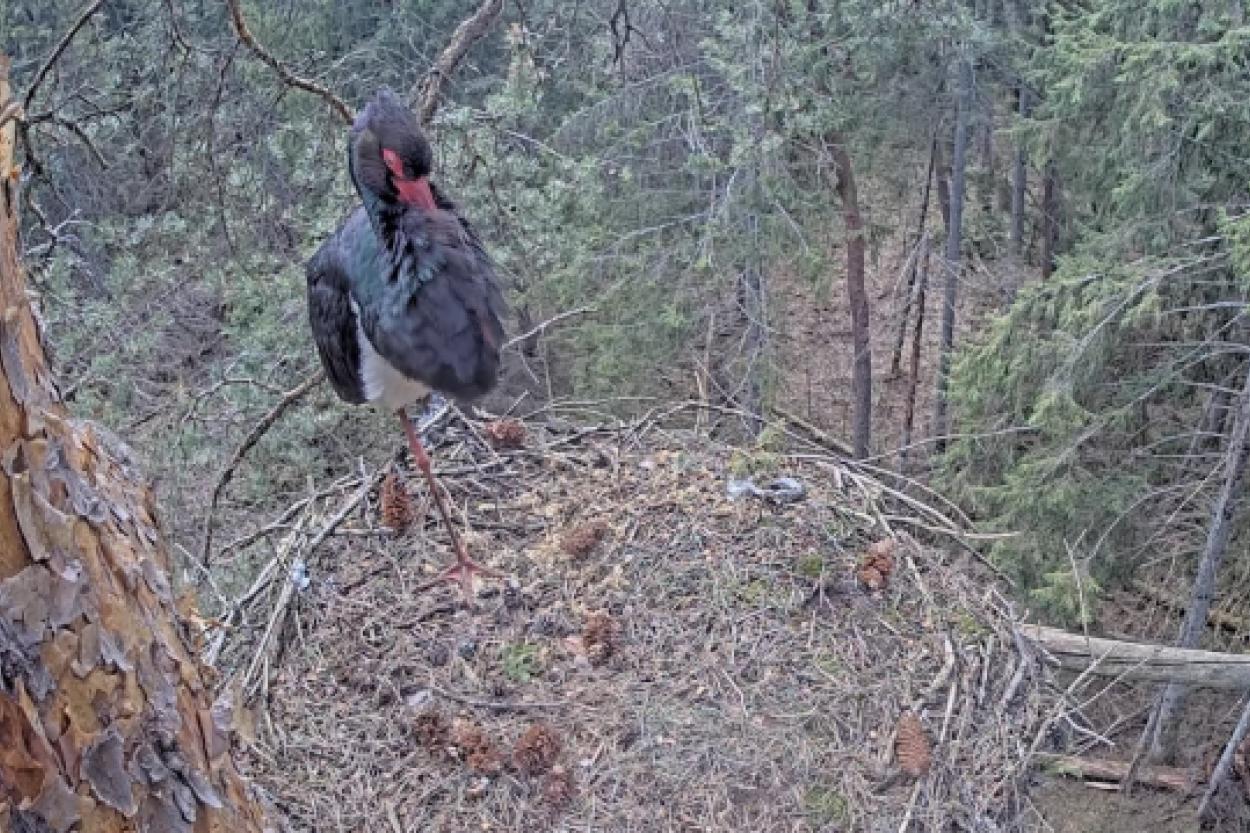 Аисты вновь в Латвии: белые и черные птицы вернулись в свои гнезда