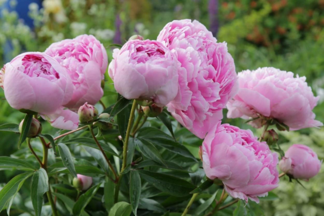 Пионы не цветут: как ошибки в уходе могут испортить весенний сезон