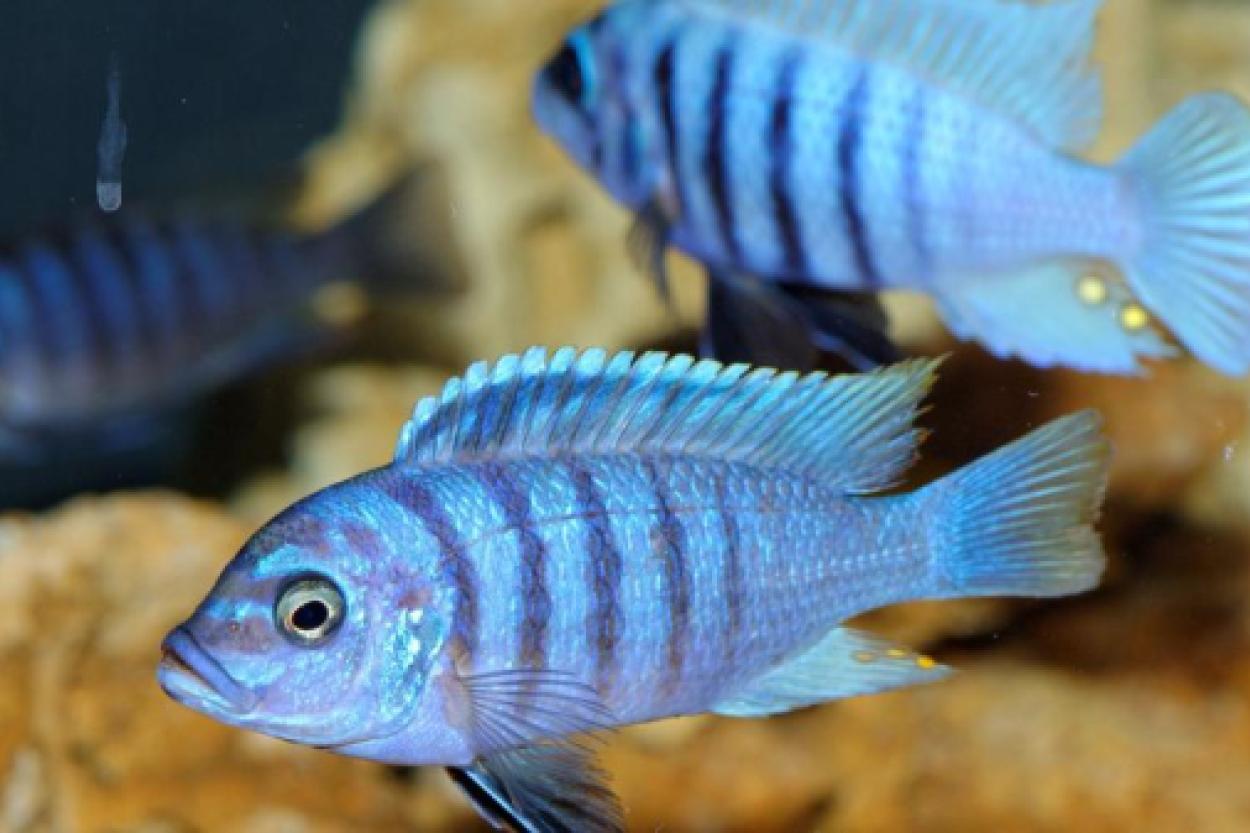 Рыбы могут распознавать человеческие лица