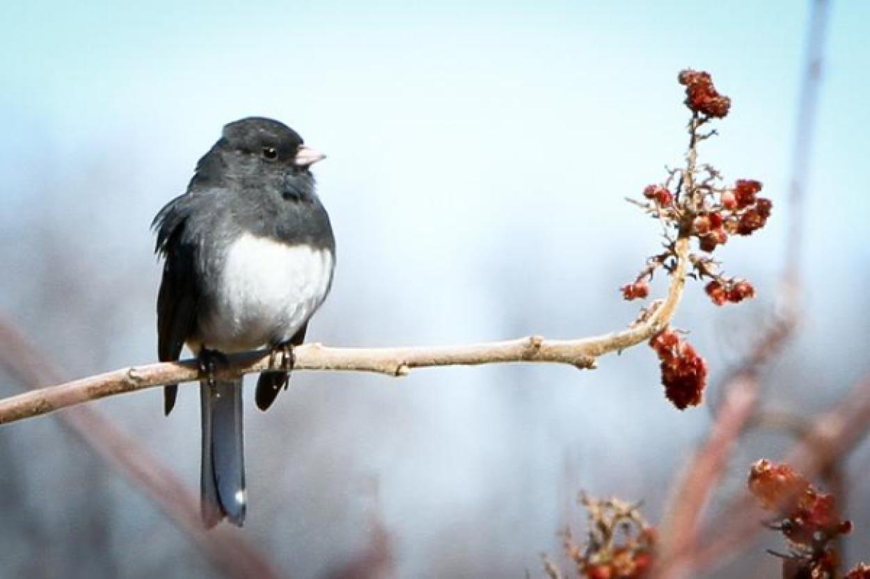 Мозг птиц в два раза меньше, чем у млекопитающих, но не менее эффективен