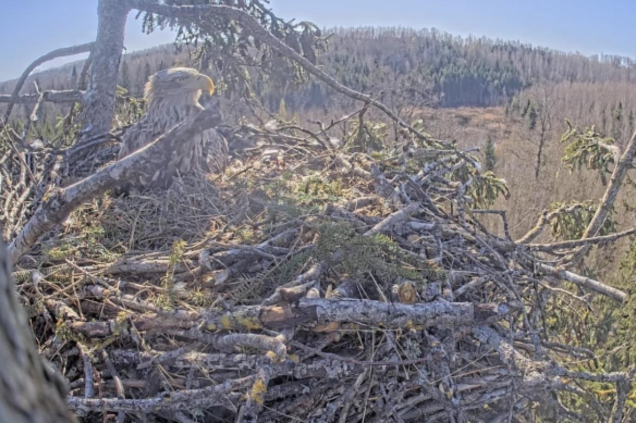 В Дурбе родился второй птенец у морских орланов