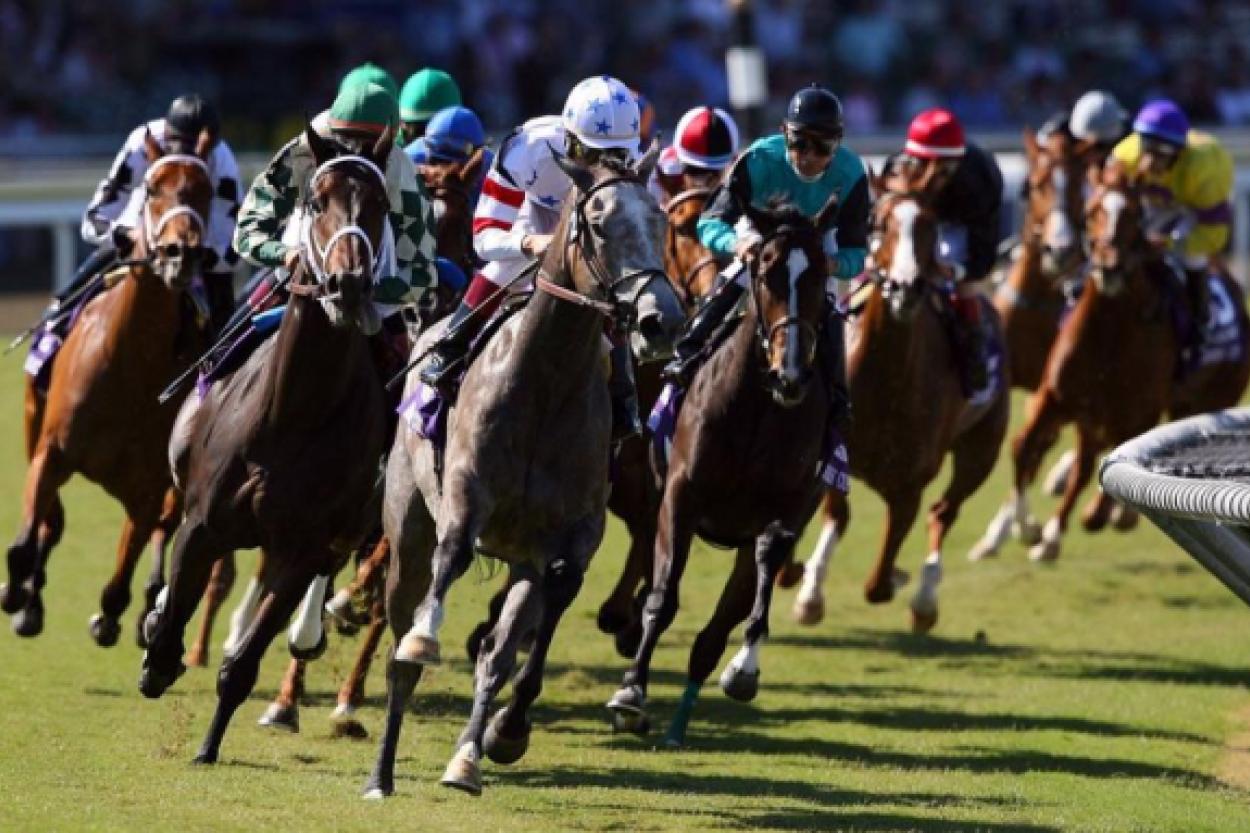 Почему нельзя поить лошадь сразу после скачки?